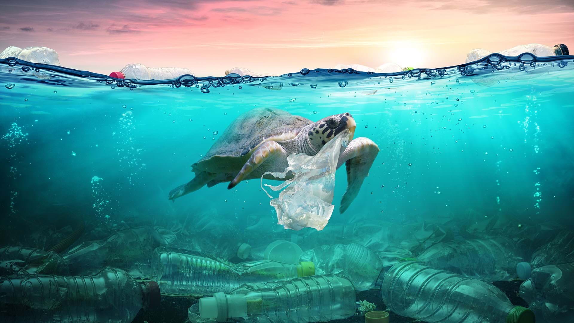 Turtle Eating Plastic